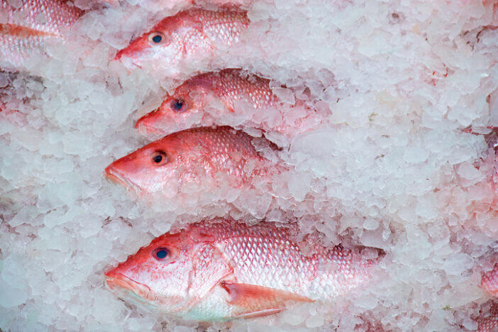 7+ Delicious Ways to Enjoy the Taste of Red Snapper 2 red snapper 7+ Delicious Ways to Enjoy the Taste of Red Snapper