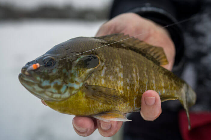 A person in winter clothing standing on a frozen lake, holding up a freshly-caught bluegill fish