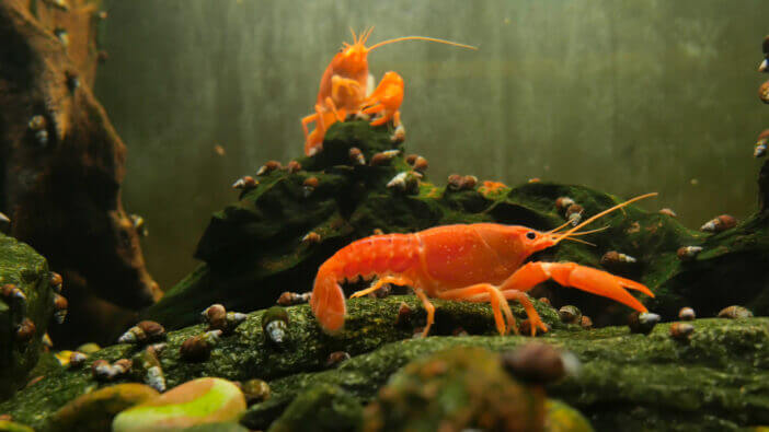 Red crayfish in the aquarium, Orange Lobster side view, walking on rocks. Against the background of stones and snails