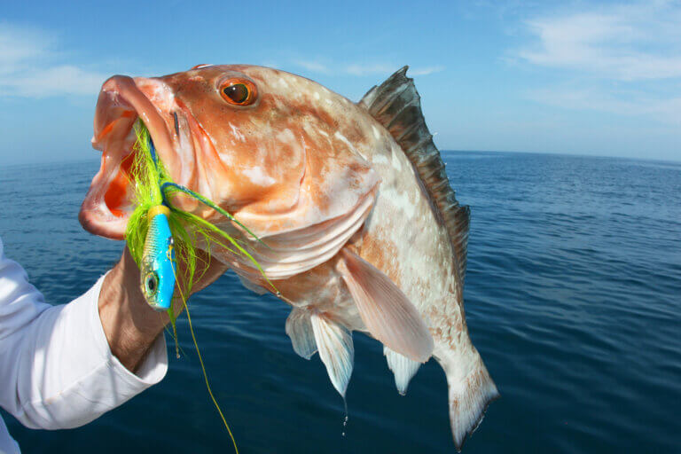 5 Reasons Grouper Beats Flounder Every Time