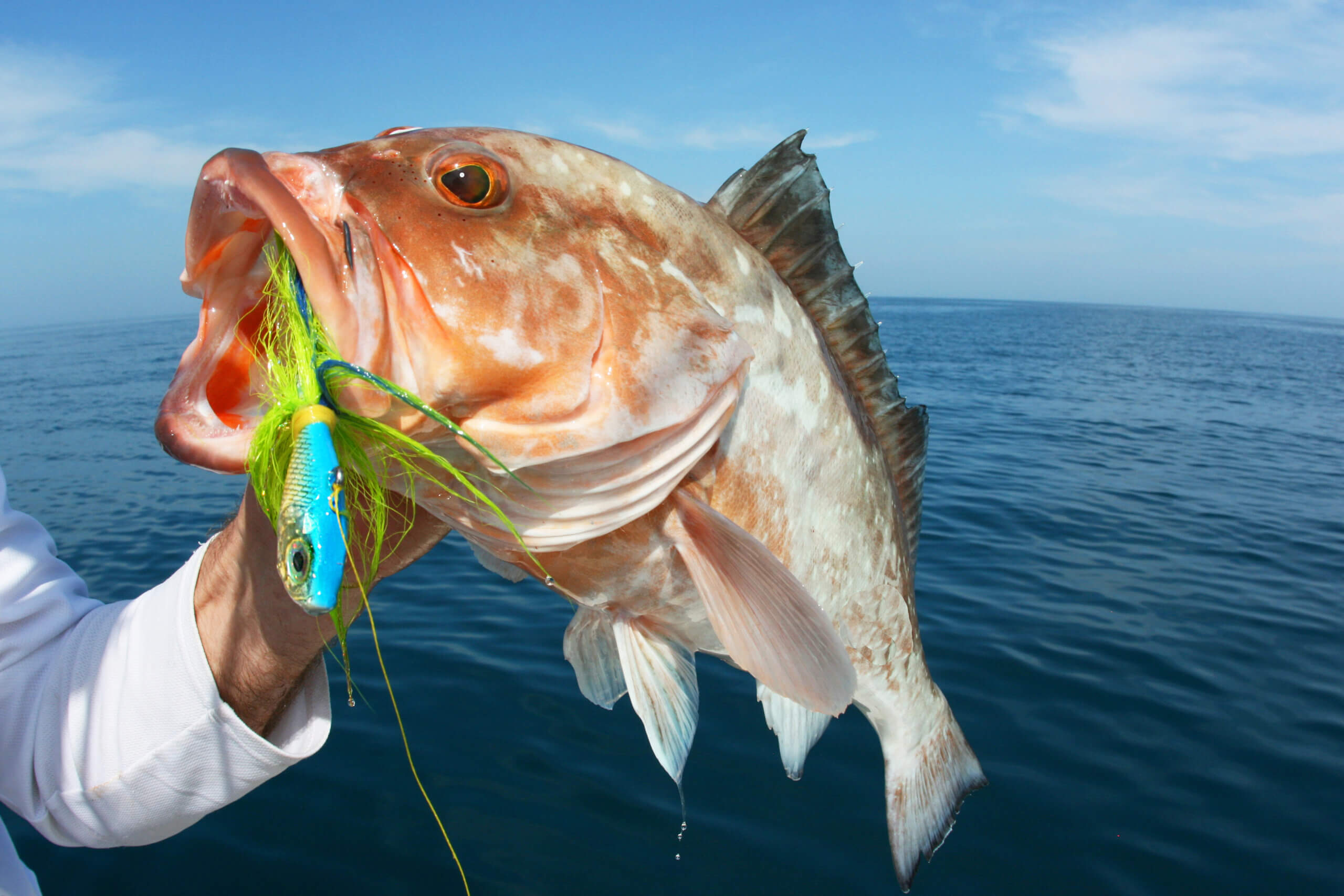 5 Reasons Grouper Beats Flounder Every Time 1 Epinephelus morio, red grouper, bottom fishing, jig fishing, grouper jig