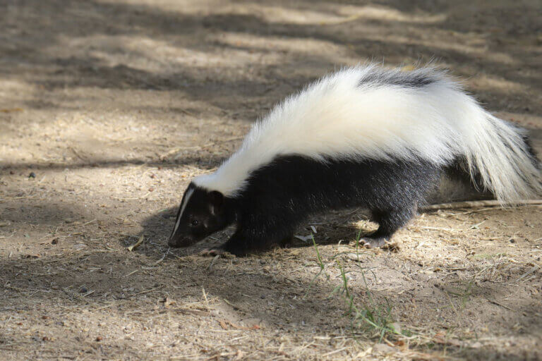 Things to Consider Before Feeding Wild Skunks