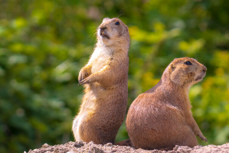 11 Surprising Creatures That Are Not Considered Game Animals