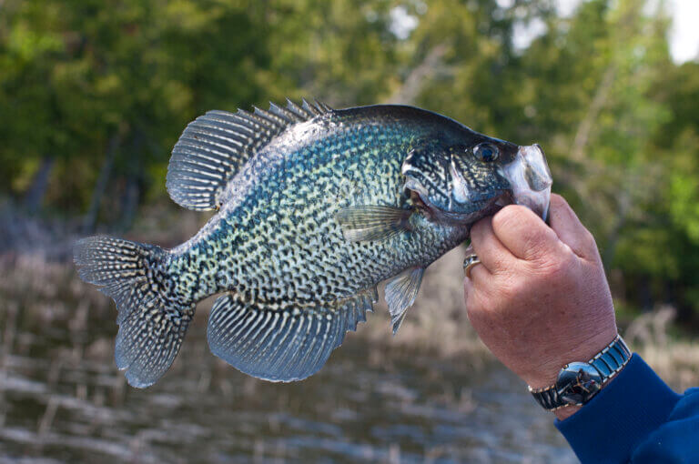 5 Mouthwatering Panfish That Will Leave You Craving for More