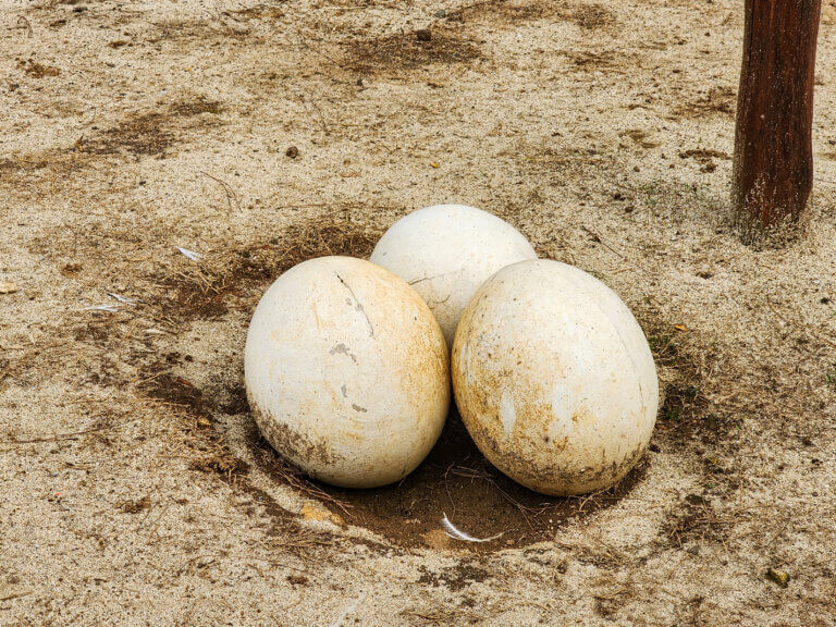 10 Reasons Why Ostrich Eggs are Incredibly Valuable