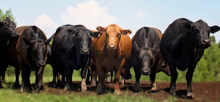 5 Reasons Why Black Angus Cattle Dominate The beef Industry