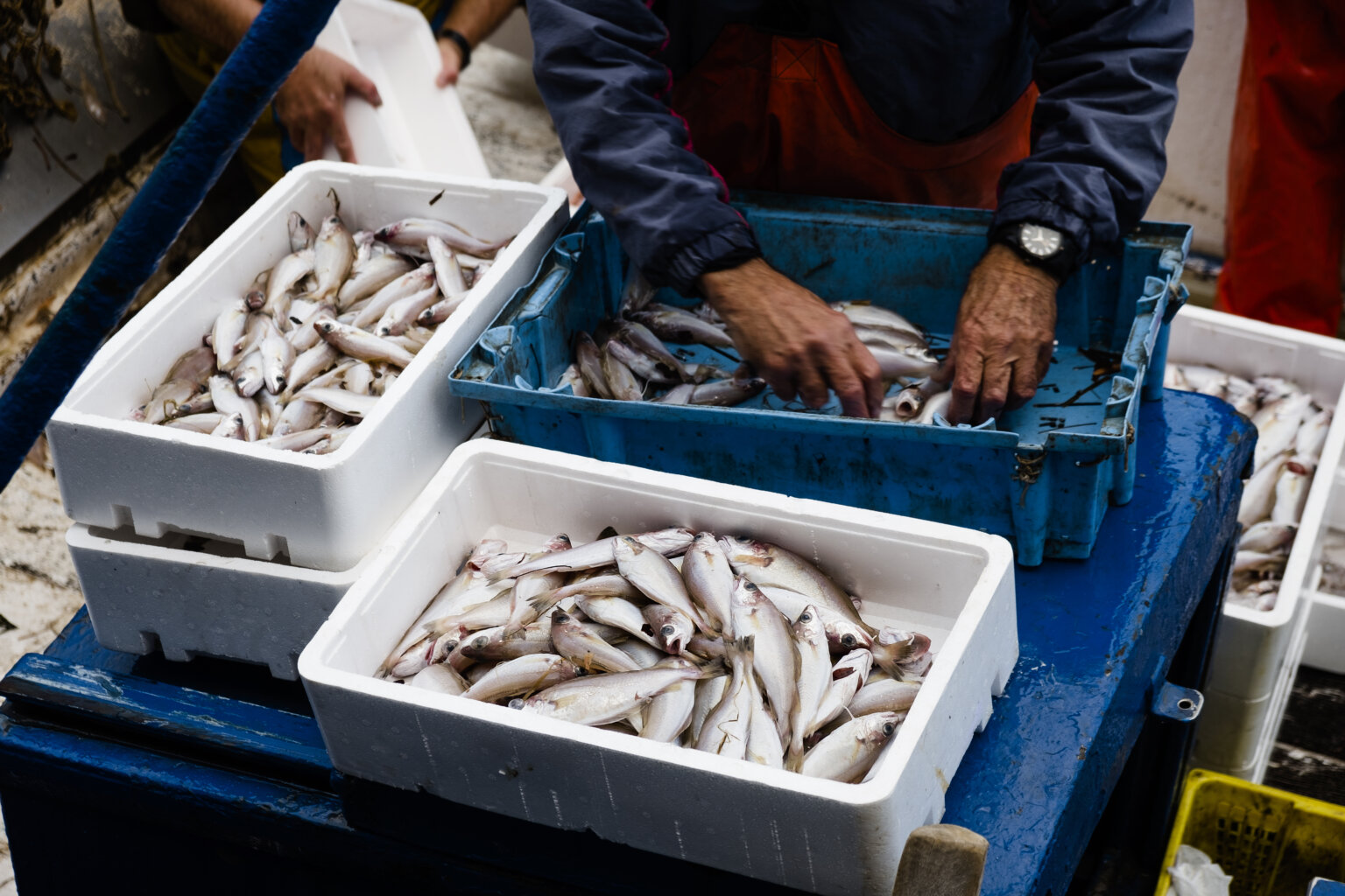Fish Are Rising 10 Reasons Rising Fish Prices Are Impacting Your Seafood Choices