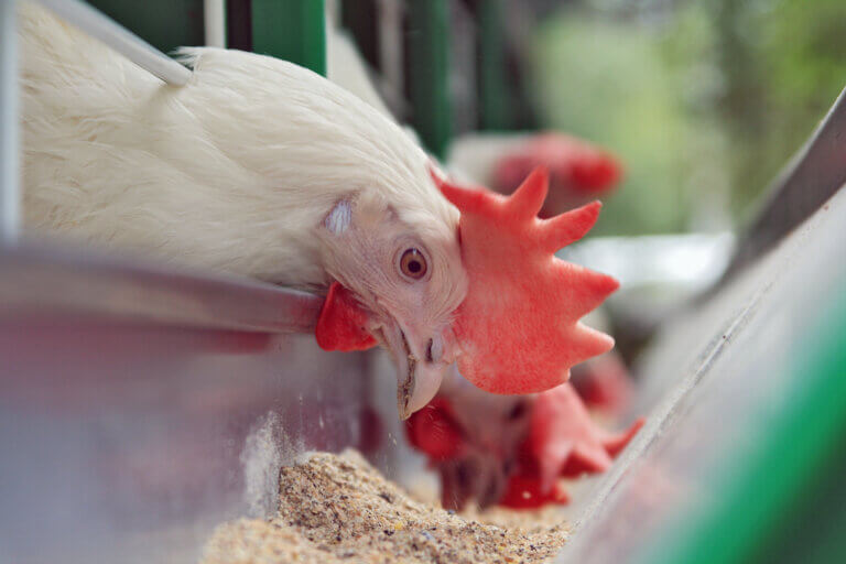 5 Essential Foods Farm Chickens Peck Eat Everyday