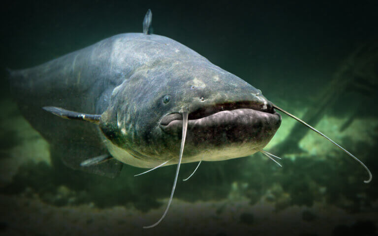 What Does Freshwater Catfish Taste Like? Get Ready to Savor the Flavor!