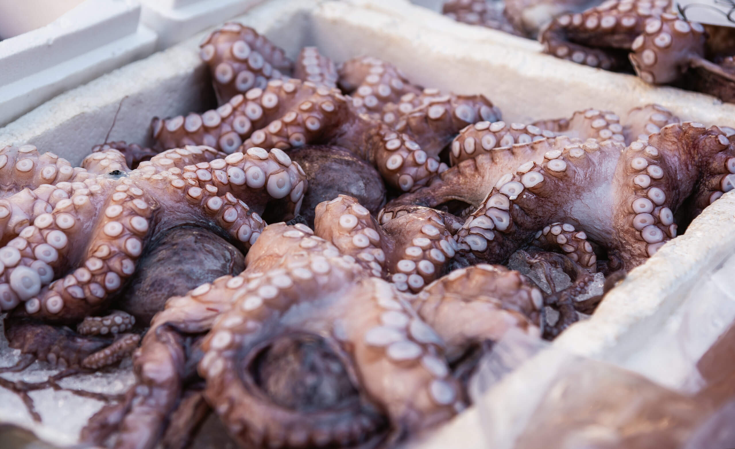 5 Unique Octopus Culinary Delicacies What Does Octopus Taste Like in Food?