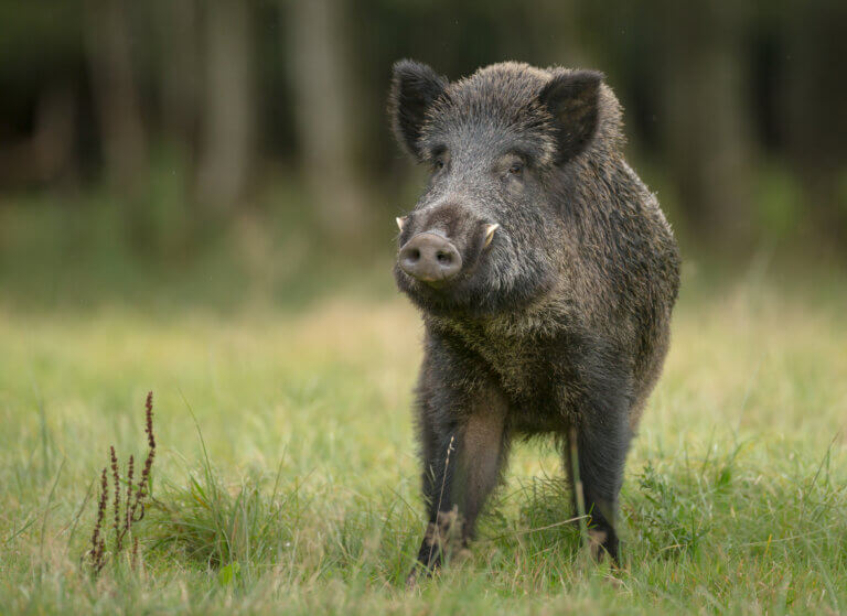 8 States with the Largest Wild Hogs