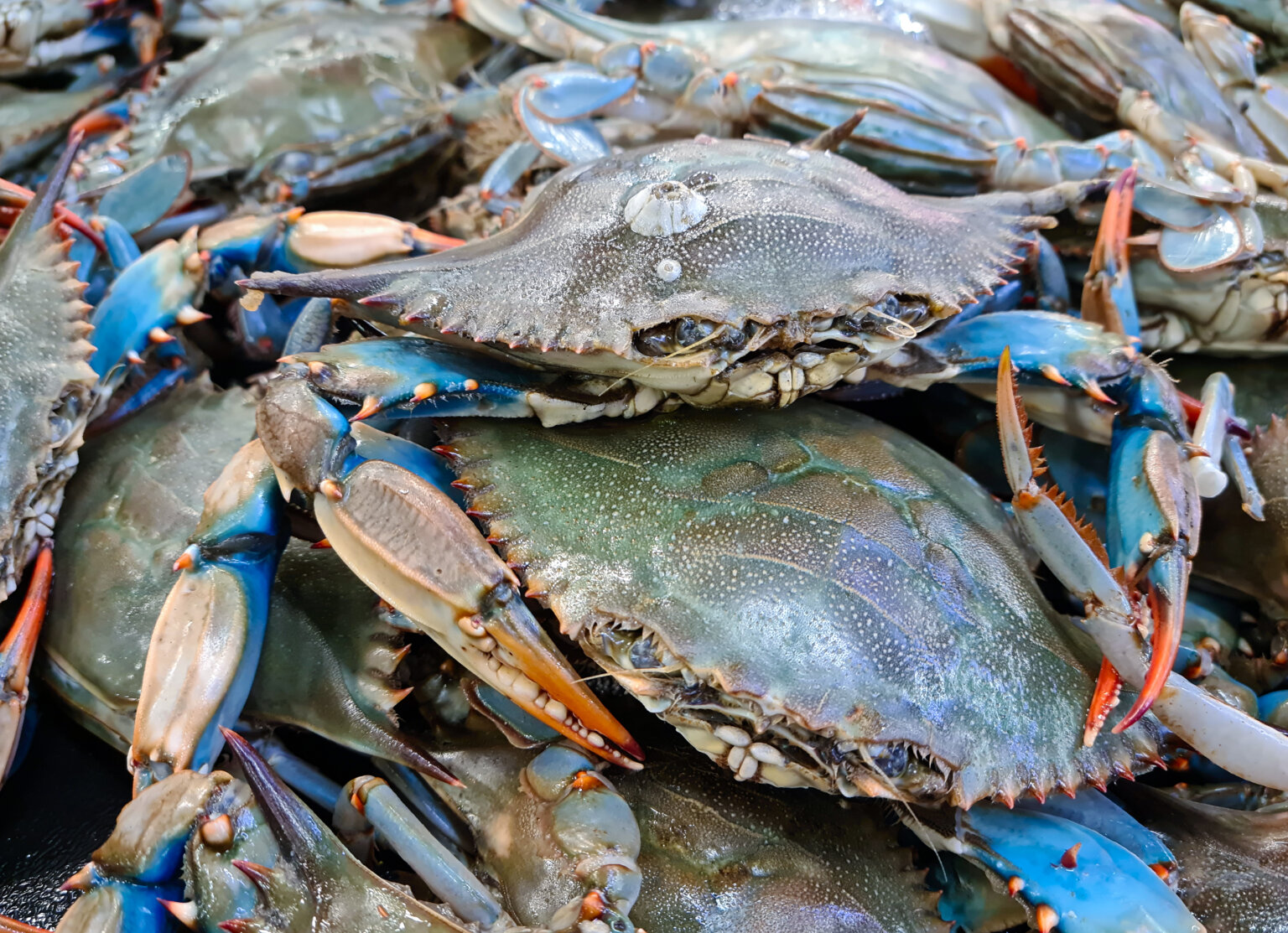 5 Reasons Why Blue Crabs Are Scarce This Year