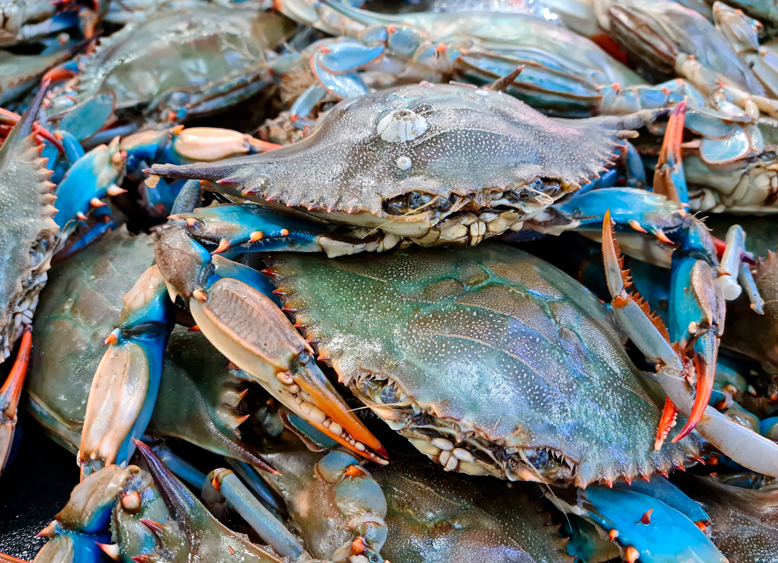 Why Are Blue Crabs Scarce? 5 Key Reasons for This Year's Population Decline
