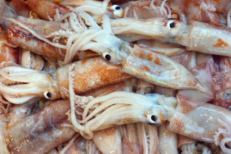 5 Surprising Reasons Squid Is So Affordable