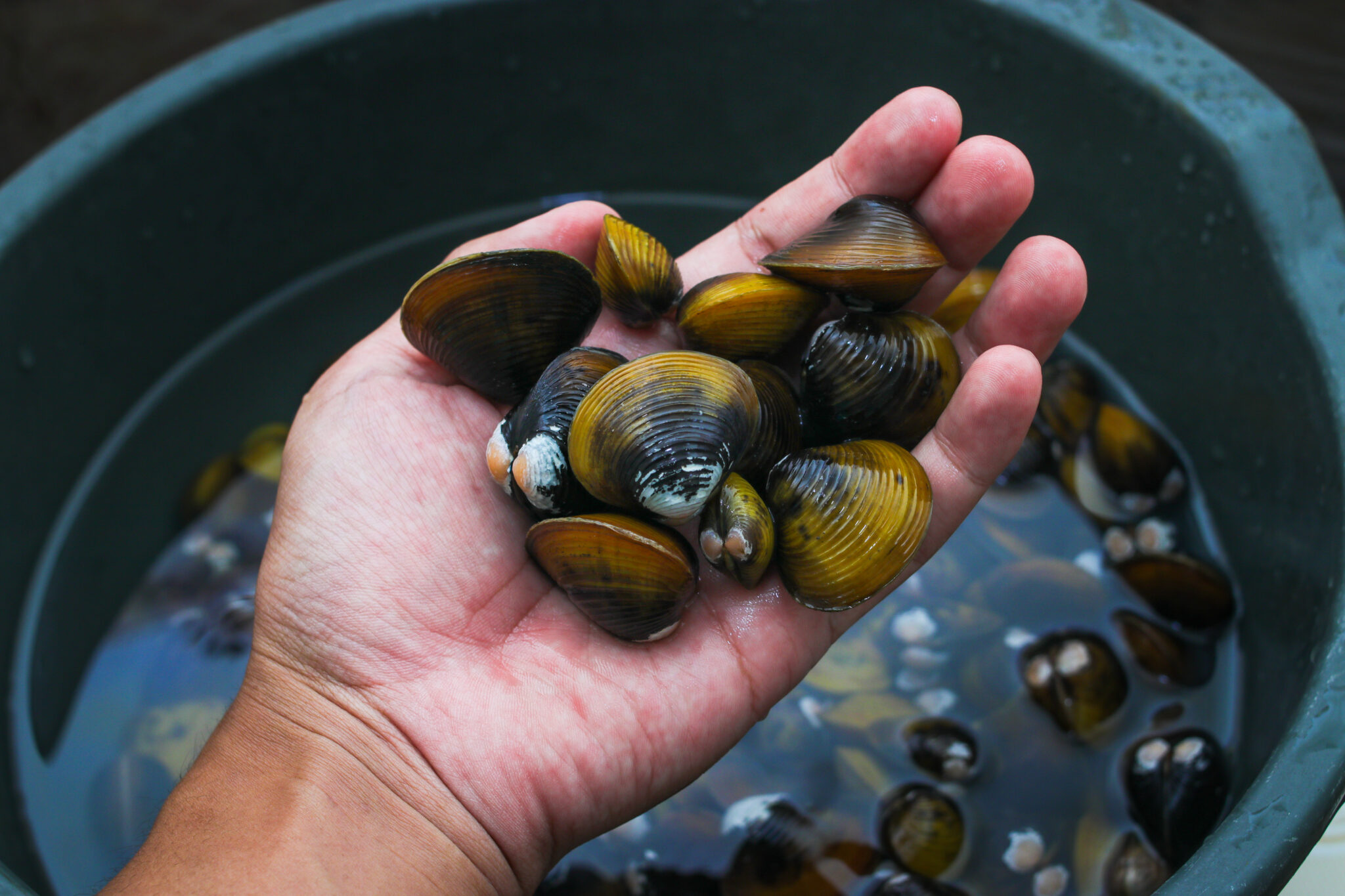 Slipping Clam Mastering the Art of Enjoying Clams: 5 Essential Steps - Price of Meat