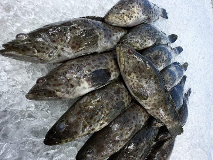 Why Are Grouper Fish Prices So High? 5 Reasons and How Restaurants Adapt