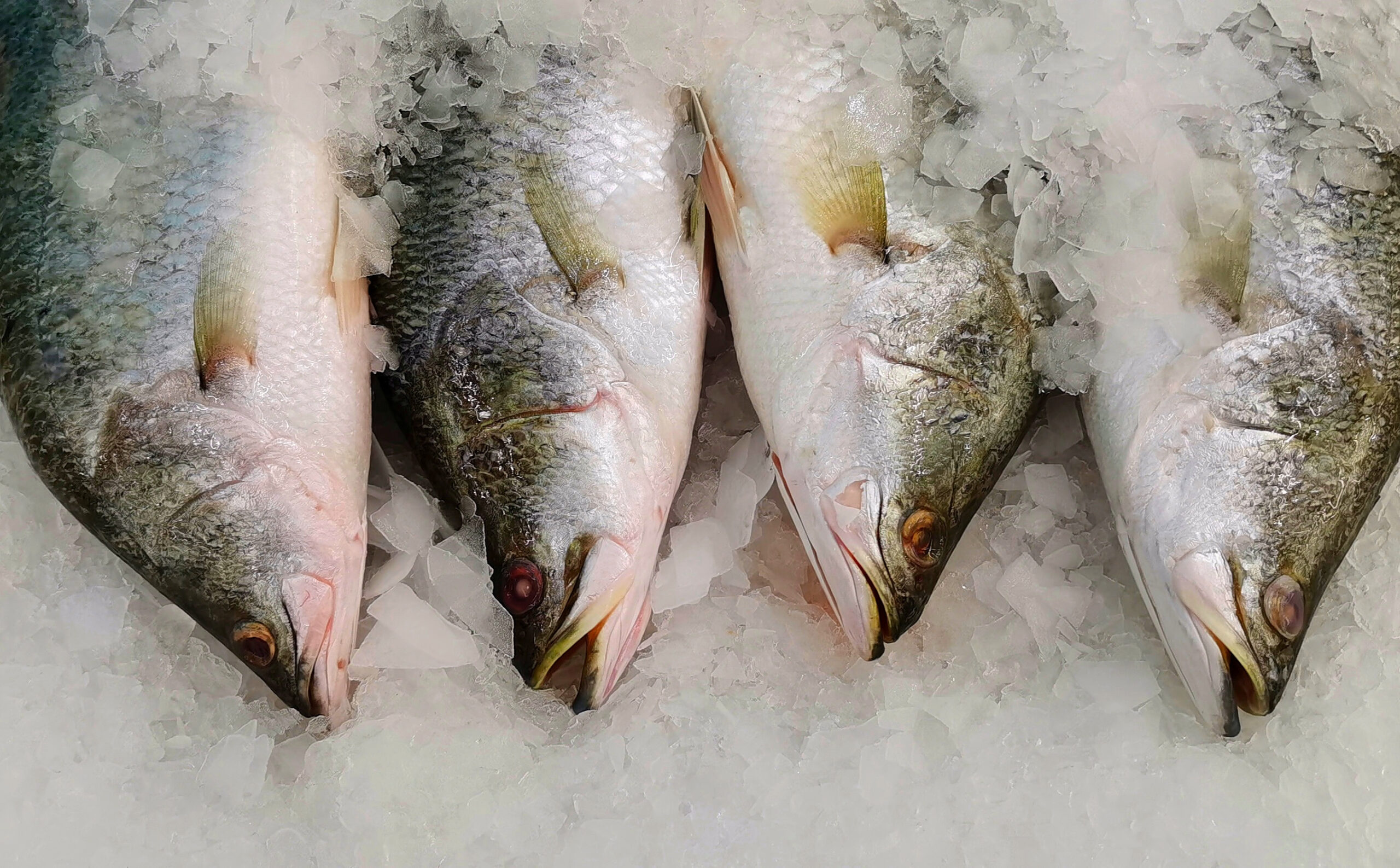 8 Key Comparisons Sea Bass vs. Salmon Health Facts