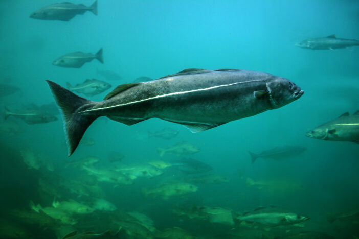 5 Facts About Corvina Fish You Need to Know