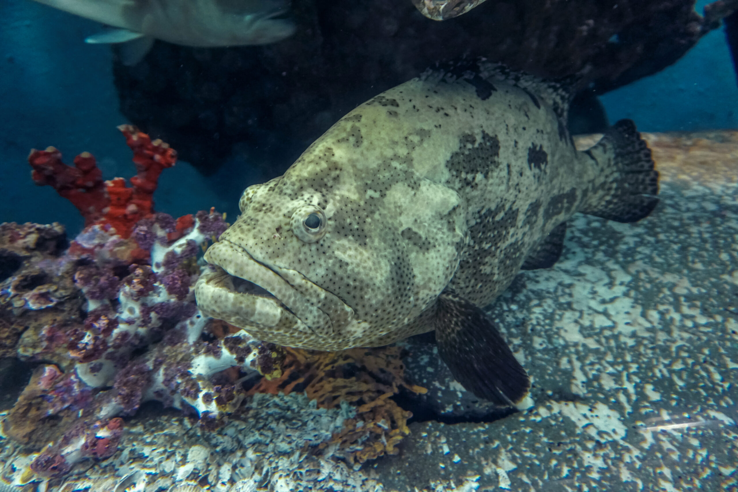 8 Key Reasons Why Grouper Prices Are Skyrocketing Price of Meat